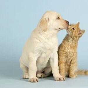 Dog and Cat - Kitten kissing Puppy