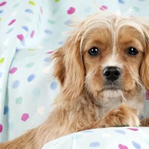 DOG - Cavapoo sitting on spotty blanket