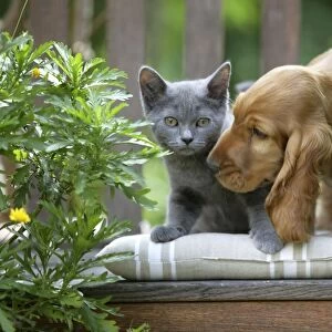 Dog - Cocker Spaniel sitting on bench with grey kitten