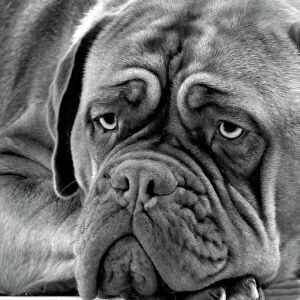 Working Collection: Dogue Bordeaux