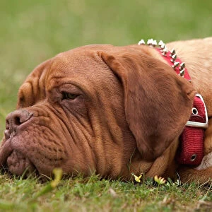Dog - Dogue de Bordeaux / French Mastiff