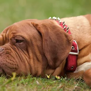 Dog - Dogue de Bordeaux / French Mastiff