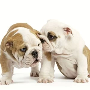 Dog - English Bulldog - one whispering in other's ear