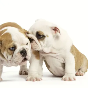 Dog - English Bulldog - one whispering in other's ear