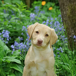 Dog - Fox Red Labrador - puppy sitting in garden