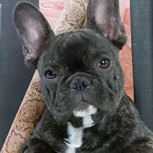 Utility Collection: French Bulldog