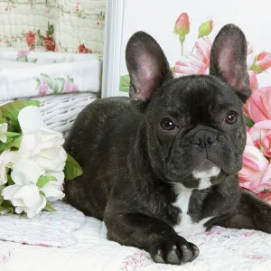 Dog - French Bulldog with flowers