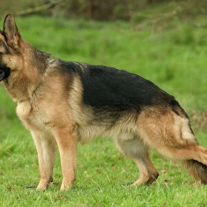 Dog - German Shepherd / Alsatian - In field