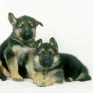 Dog - German Shepherd puppies