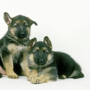 Dog - German Shepherd puppies