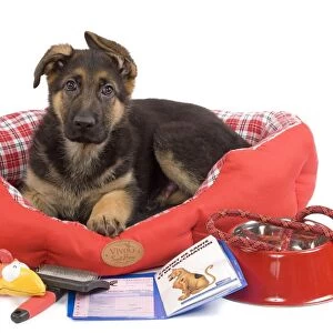 Dog - German Shepherd - puppy in dog bed