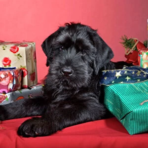 Working Collection: Giant Schnauzer