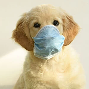 DOG. Golden Retriever puppy ( 12 weeks old ) sitting wearing a mask