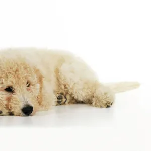 DOG. Goldendoodle puppy laying down