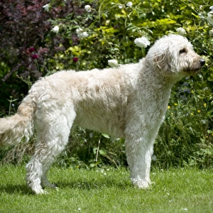 DOG - Goldendoodle standing in garden