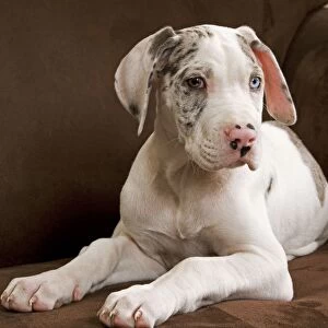 Dog - Great Dane - 10 week old puppy on armchair. Also known as German Mastiff / Deutsche Dogge / Dogue Allemand (French)