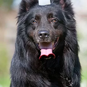 Pastoral Collection: Belgian Shepherd Dog Groenendael