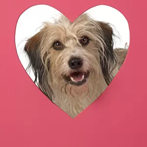 DOG. hairy cross breed, looking through pink heart shaped hole, cute, studio