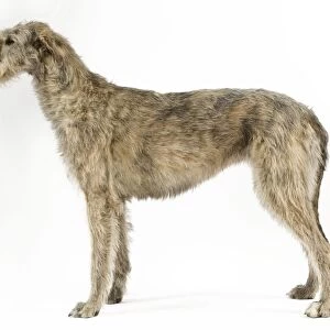 Dog - Irish Wolfhound