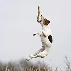 Dog - Jack Russell - jumping for stick - Bedfordshire - UK 006914