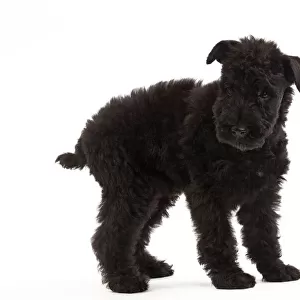 Terrier Collection: Kerry Blue Terrier