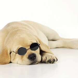 DOG. Labrador (8 week old pup) with round glasses, lying down. Captionable
