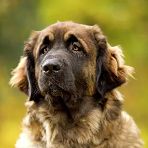 Working Collection: Leonberger