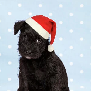 Dog. Miniature Schnauzer puppy (6 weeks old) on blue background wearing Christmas hat Digital Manipulation: changed background colour, cleaned up dog. Hat (JD)