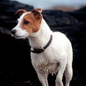 Dog - Parson Jack Russell - Wet from swimming