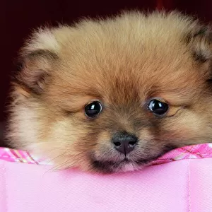Toy Collection: Pomeranian