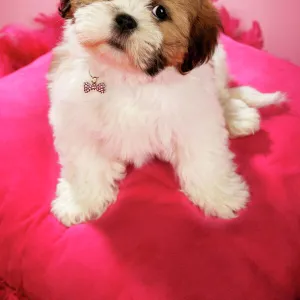 DOG - Shih Tzu - 10 week old puppy wearing a tiara on a pink cushion