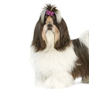 Dog - Shih-tzu with bow in hair