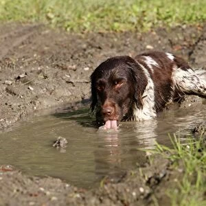 Dog - Small Munsterlander - drinking water from puddle