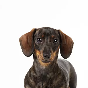 Hound Collection: Dachshund Miniature Smooth Haired