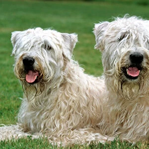 Terrier Collection: Soft Coated Wheaten Terrier