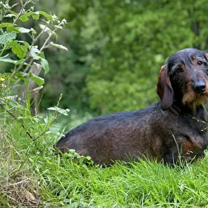 DOG - Standard wire haired dachshund - sitting in garden