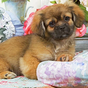 Dog - Tibetan spaniel puppy