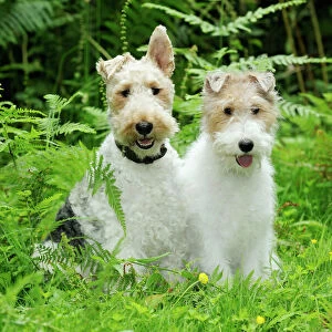 Dog. Wire Fox Terriers