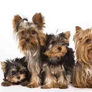 Dog - Yorshire Terrier - four in studio