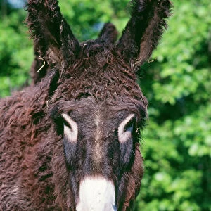 Donkey - Poitou breed France
