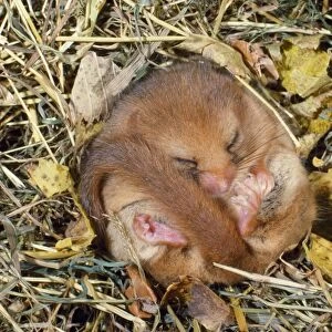 Dormouse - hibernating