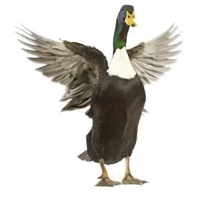 Ducks Collection: Duclair Duck