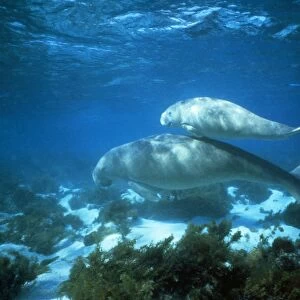 Dugong - female and calf - Shark Bay, Australia