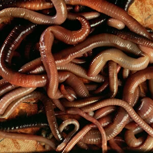 Worms Collection: Segmented Worm