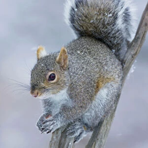 Sciuridae Collection: Eastern Gray Squirrel