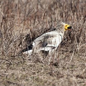 Egyptian Vulture - standing on ground - swallowing carrion