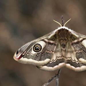 Emperor Moth - female - UK
