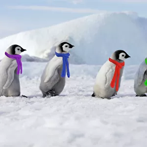 Christmas Collection: Penguins