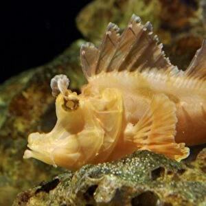 Eschmeyer's Scorpion Fish - an ambush predator living among tropical seaweeds. Indo-Pacific and SE Asian coasts