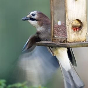 Eurasian Jay - on nut feeder in garden UK